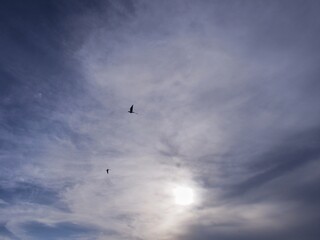paraglider in the sky