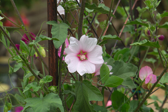 Flower of the lavatera x clementii Barnsley