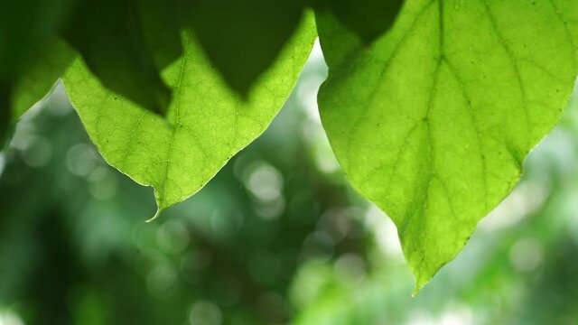The large green leaves of the tree are wet from the rain.
Large green leaves of a tree sway in the wind. Dripping rain. Leaves are wet from the rain. The weather is cloudy. Long focus, large frame dep