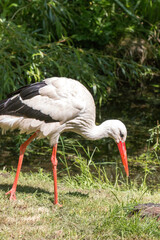 White stork (in german Wei&szlig;storch or Klapperstorch) Ciconia ciconia