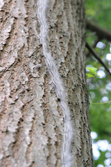 Eichenprozessionsspinner während ihrer Prozession an Eiche