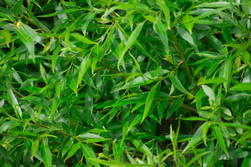 Leaf background