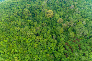 Fototapeta na wymiar Aerial high angle view top down rainforest trees Ecosystem and healthy environment background Beautiful image amazing nature for background.