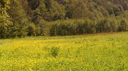 Dolina Kluczywody © Napoleon. C