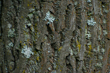 Vertical wooden texture