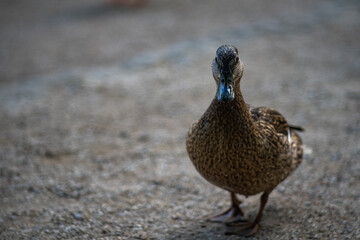 Erwartungsvolle Stockente