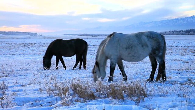 Horses on a snowy meadow at coold winter sunset. View on the Tunka foothill valley and the snow-capped peaks of the mountains of the Eastern Sayan. Beautiful landscape. Christmas travel