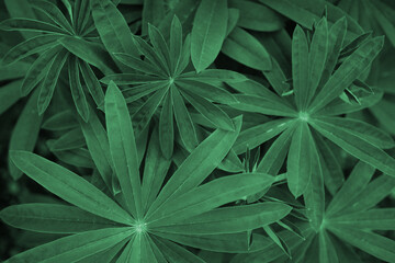 Naklejka na ściany i meble Green leaves, background, place for your text