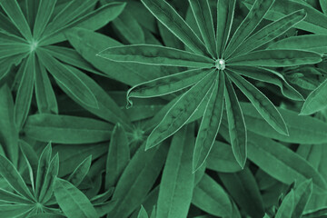 Green leaves, background, place for your text

