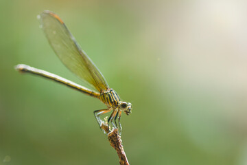One beautiful dragonfly perched on a branch in summer
