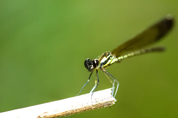 One beautiful dragonfly perched on a branch in summer