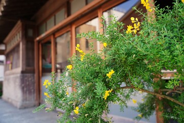 Yellow flowers are blooming in front of Japanese old architecture house at Kamakura Japan.