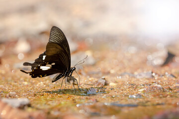 Fototapeta na wymiar Beautiful butterflies are feeding in the pool of summer.