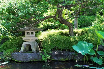 Japanese garden with stone lantern, pond, Hasu leaves and pine tree at Hasedera temple in Kamakura Japan.