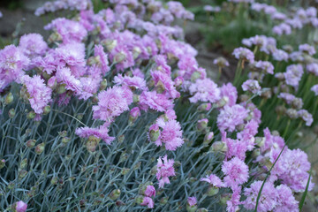 Flowers purple color, macro background