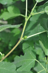 Obraz premium small fig fruits on a young tree