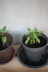 Chili pepper planted in a flowerpot
