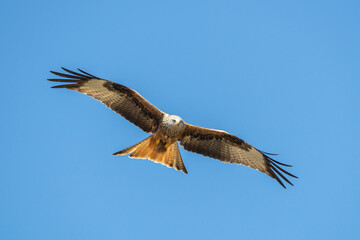 Rotmilan auf Futtersuche
