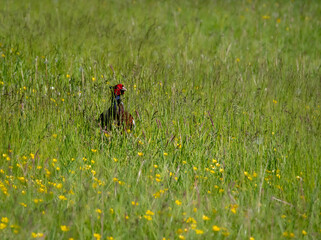 Golden Pheasant hiding in in long grass