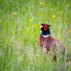 Golden Pheasant hiding in in long grass