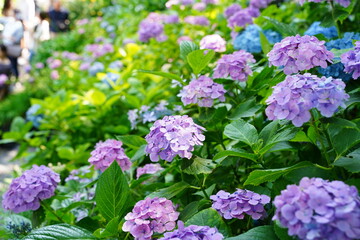 Purple hydrangea flowers are blooming beautifully at Hasedera temple in Kamakura Japan. Hasedera temple is sightseeing spot which is popular for beautiful hydrangeas in June.