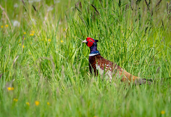 Golden Pheasant hiding in in long grass