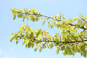 桜の実
