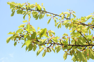 桜の実