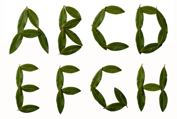 Alphabet letters collected from the leaves of laurel. Laurel font. Sweet bay (laurel, Laurus nobilis, Grecian laurel) fresh leaves isolated on white.