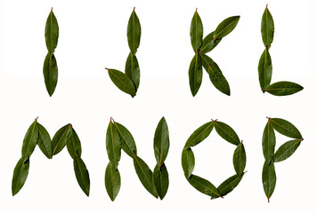Alphabet letters collected from the leaves of laurel. Laurel font. Sweet bay (laurel, Laurus nobilis, Grecian laurel) fresh leaves isolated on white.