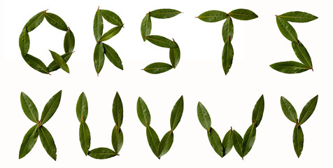 Alphabet letters collected from the leaves of laurel. Laurel font. Sweet bay (laurel, Laurus nobilis, Grecian laurel) fresh leaves isolated on white. 