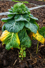 Close up of rimed Brussels-sprouts plant in the rain (Brassica oleracea)

