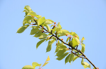 桜の実