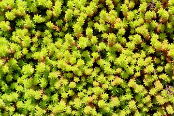 Little green grass. Moss