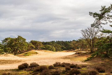 Fototapeta na wymiar Landscape at Soesterduinen near Amersfoort, Netherlands 