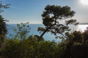 Vue sur la mer Méditerranée avec pin