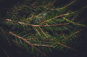 Spruce branches texture, dark nature background, fir needle.