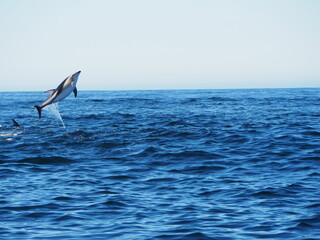 Fototapeta premium OLYMPUS DIGITAL CAMERA