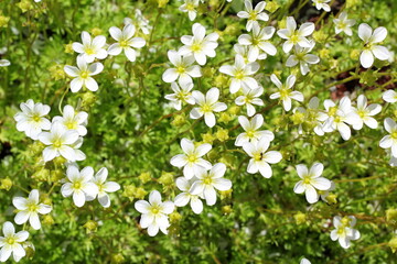 Little white flowers on green grass