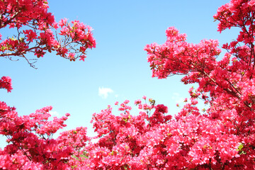 ツツジ　栃木県矢板市　長峰公園