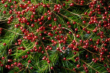 Christmas background with fir branches and red decorative garlands. Design template for new year and christmas.