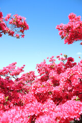 ツツジ　栃木県矢板市　長峰公園