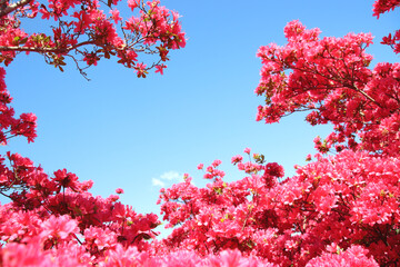 ツツジ　栃木県矢板市　長峰公園