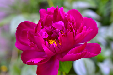 Red peony flowers close up in summer