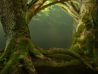 Alte moosige Bäume mit krummen Ästen und Wurzeln. Komponiert als Rahmen oder märchenhafte Tore zum Wald. © Happetr