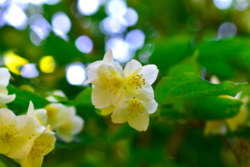 White flowers of Jasmine Chub in the garden in summer