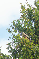 Rotmilan auf Futtersuche