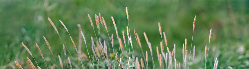 Juicy lush green grass on meadow with drops of water dew in morning light in spring summer outdoors close-up macro, panorama. Beautiful artistic image of purity and freshness of nature, copy space.