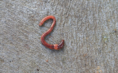 A curvy and vivid earthworm