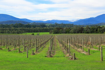 Fototapeta na wymiar Melbourne yarra valley near, the famous vineyards of view. Australia
